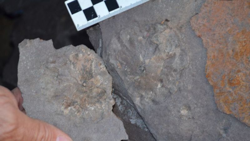 Argentinos descubren el registro de vida más antiguo de Sudamérica