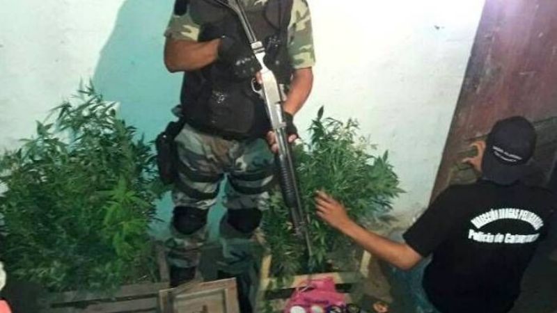 Tenian una plantación de marihuana en La Merced