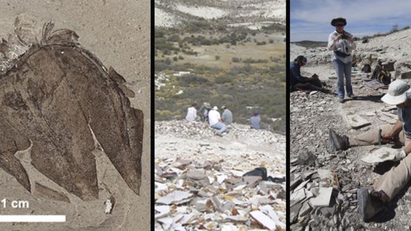 Descubren tomate de 52 millones de años en Chubut