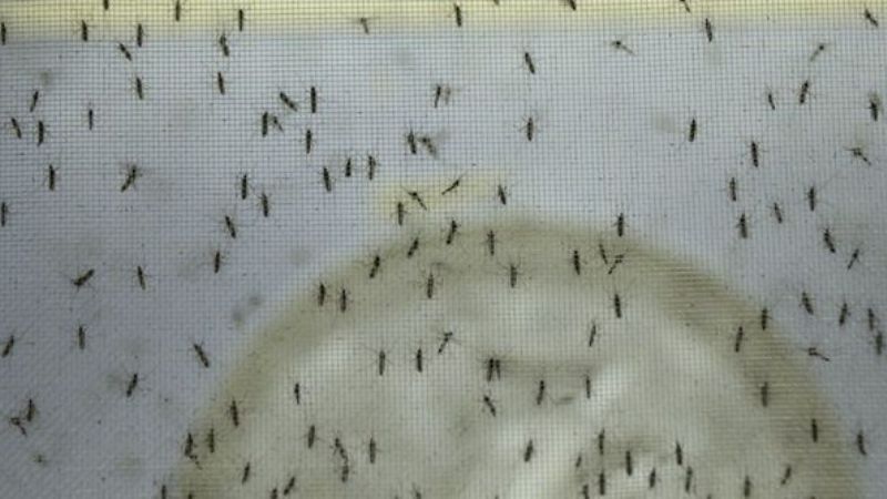 Invasión de mosquitos y otros insectos