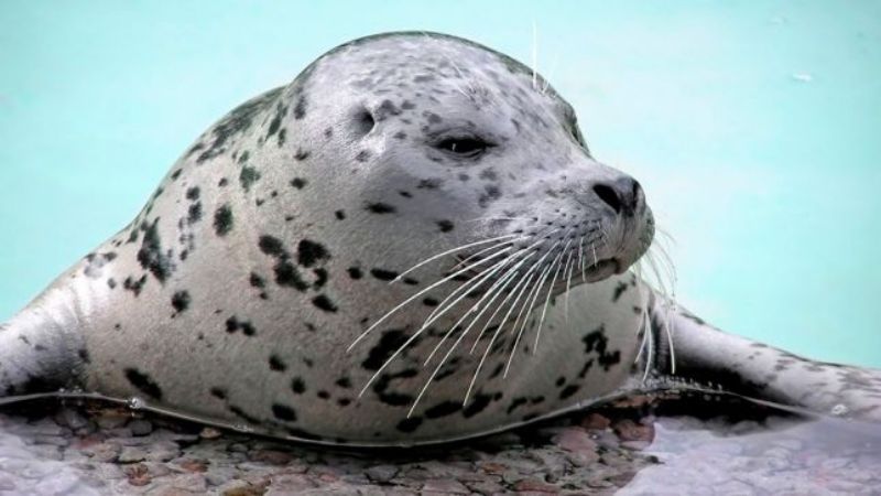 Aseguran que las focas dejarán de ser un animal anfibio