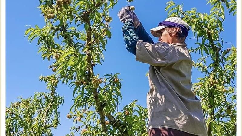 15 de octubre: Día de la mujer trabajadora rural