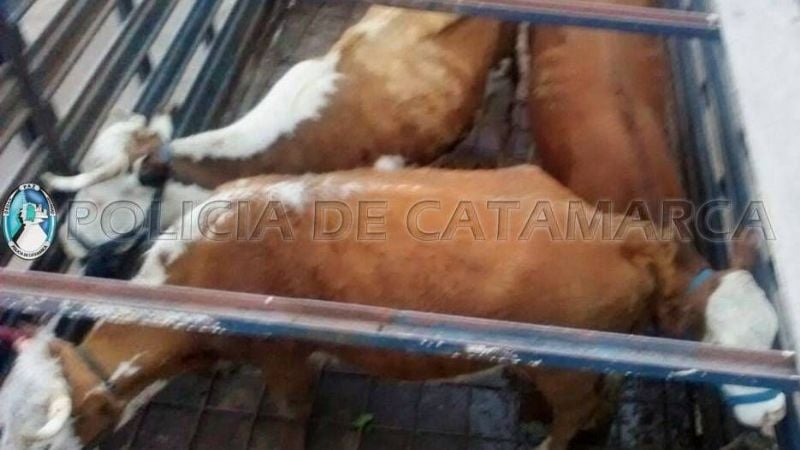 Secuestran animales sueltos en la zona alta de la Capital