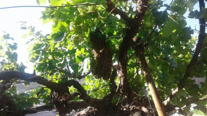 Defensa Civil retiró enjambres de abejas