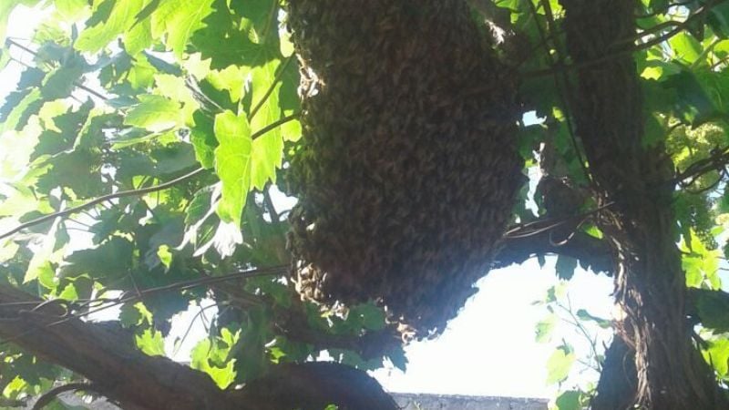 Defensa Civil retiró enjambres de abejas
