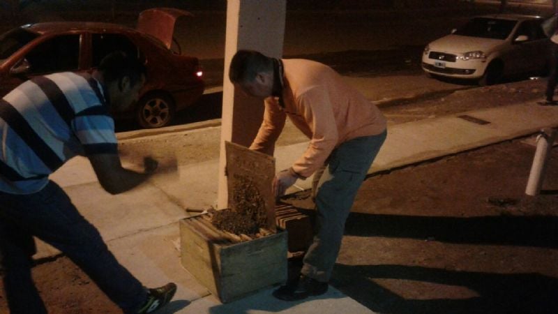 Defensa Civil retiró enjambres de abejas