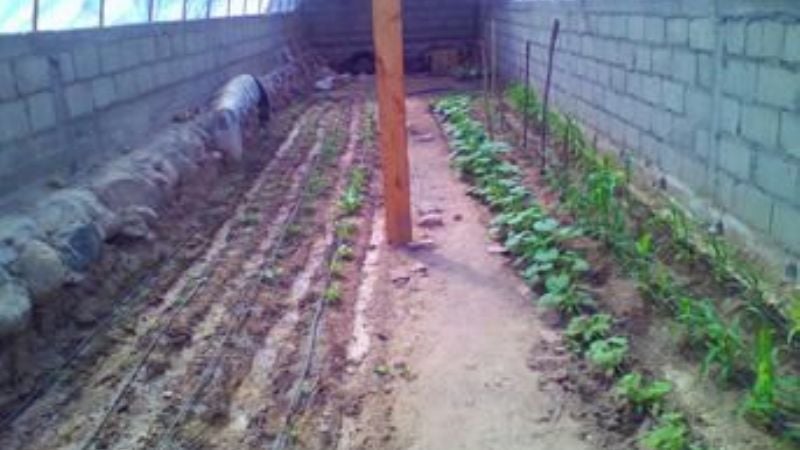 Construyen invernaderos en las escuelas