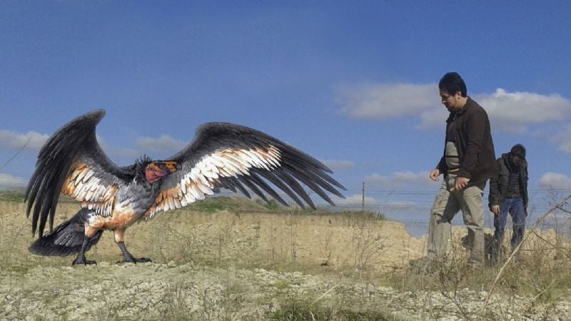 Descubren nueva especie de cóndor de 30 mil años de antigüedad