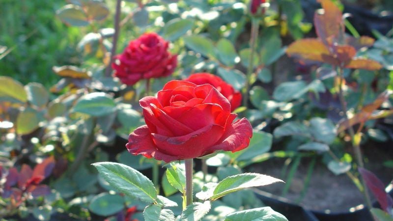 Cuantioso robo en un vivero