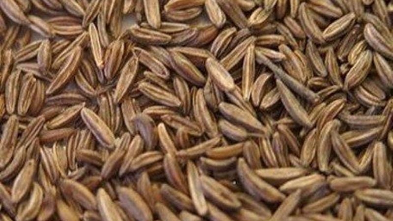 Tinogasta avanza en la producción de comino