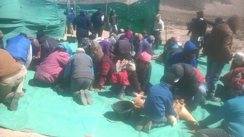 Esquila de vicuñas en el interior