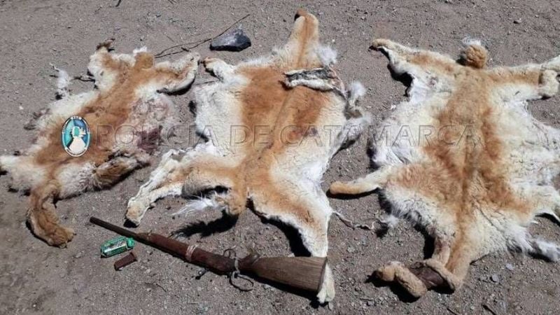 Aprehenden a dos jóvenes con un arma de fuego y cueros de vicuña en Belén