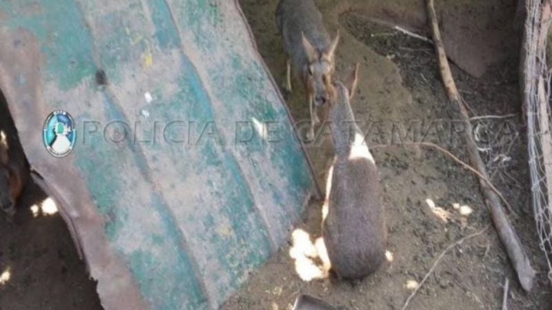 Secuestran aves canoras y animales autóctonos