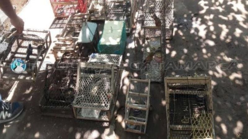 Secuestran aves canoras y animales autóctonos