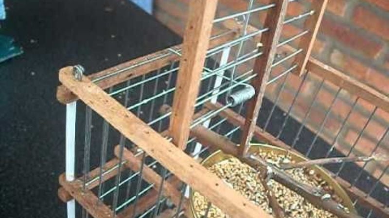 Secuestros y liberaciones de animales silvestres en cautiverio