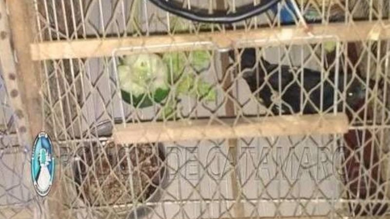 Secuestran tramperas y aves canoras en Ancasti