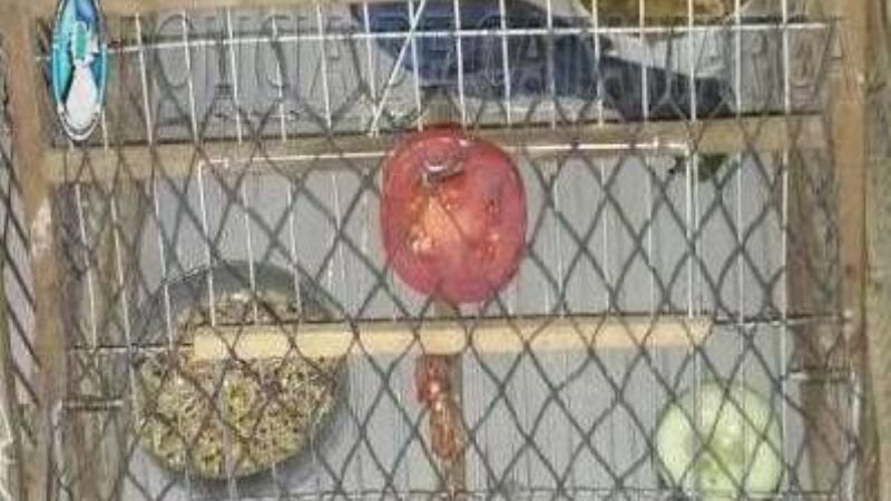 Secuestran tramperas y aves canoras en Ancasti