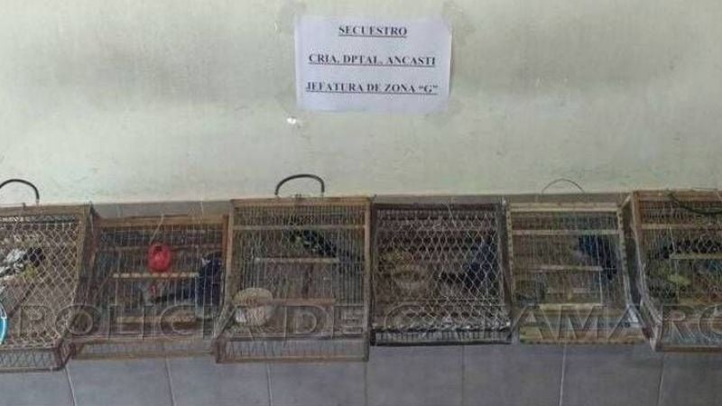 Secuestran tramperas y aves canoras en Ancasti