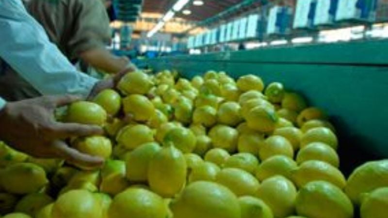 El color impide que los limones ingresen tucumanos a EEUU