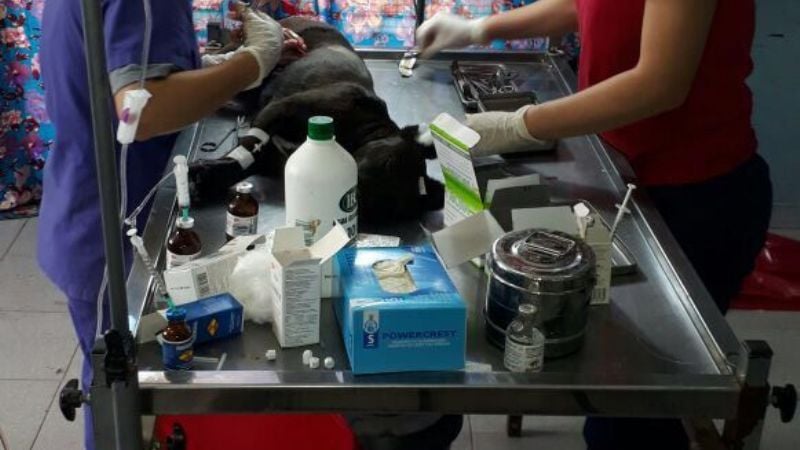 Exitoso resultado de la castración masiva en San Antonio Sur