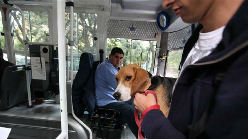 Proponen ordenanza para que se puedan llevar mascotas en los colectivos