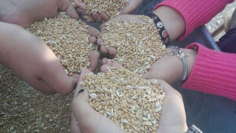 Alumnos de Escuela Secundaria N°59 de Icaño logran cosechar trigo