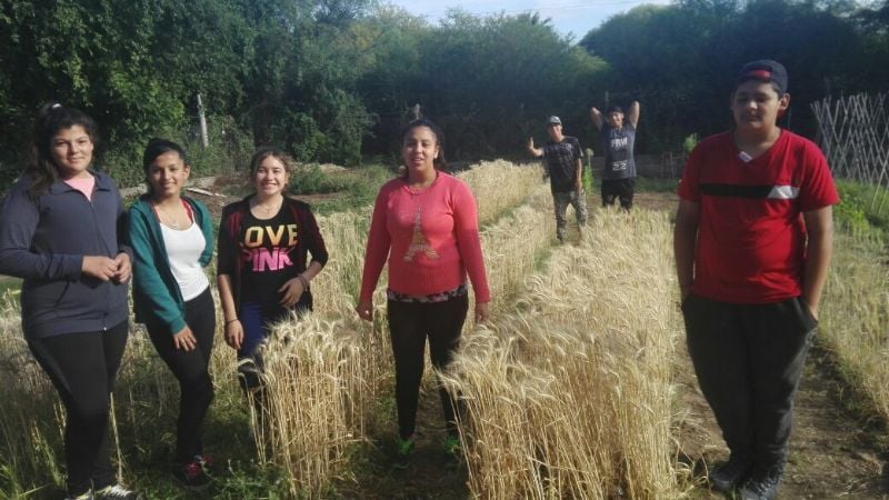 Alumnos de Escuela Secundaria N°59 de Icaño logran cosechar trigo