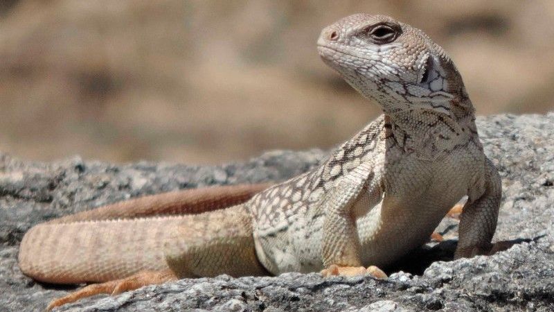 Joven encontró una iguana en el patio de su casa