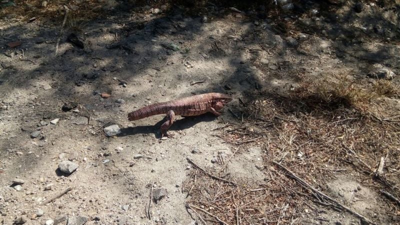 Liberaron aves canoras y una iguana colorada