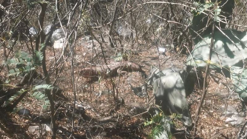 Liberaron aves canoras y una iguana colorada