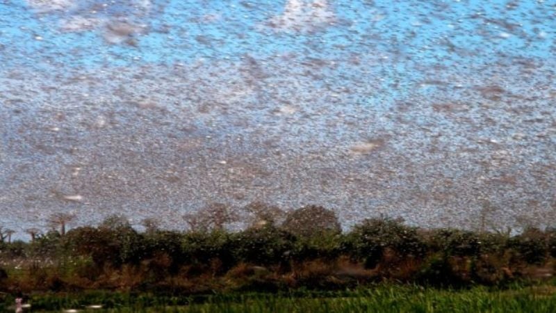 Fumigaciones aéreas y terrestres para controlar las mangas de langostas