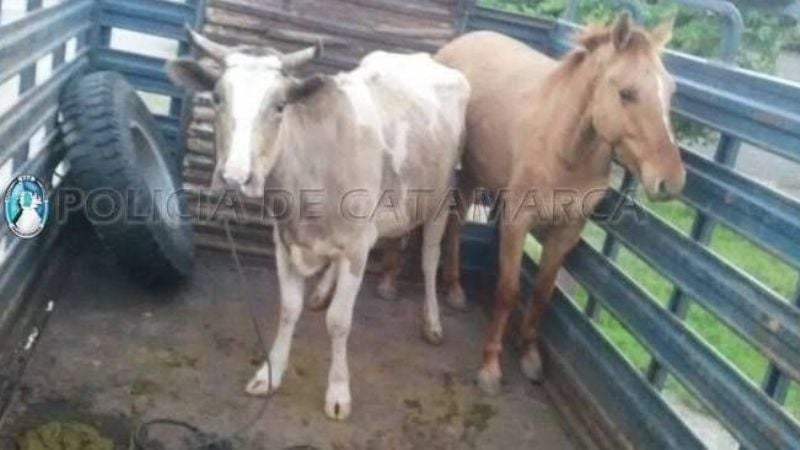 Secuestraron una vaca y un caballo en la ruta 33
