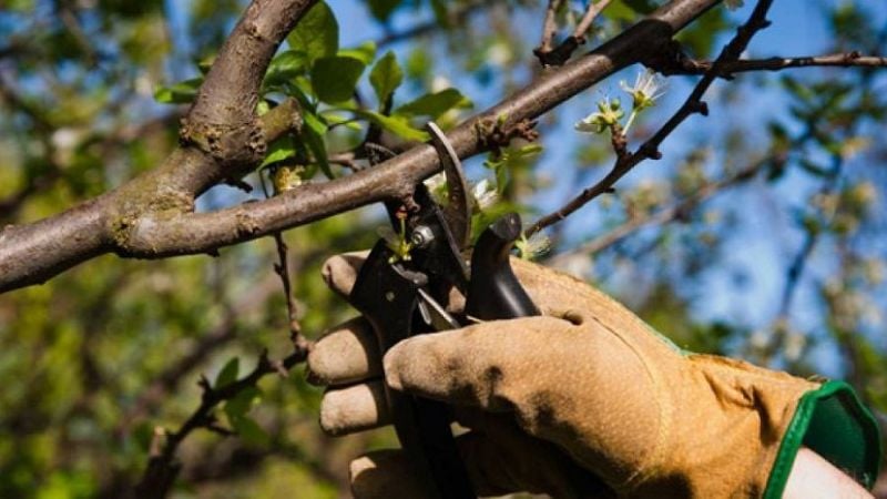 Se cayó de un árbol mientras podaba