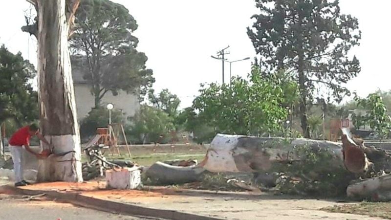 "La poda de árboles fue pedida por vecinos"