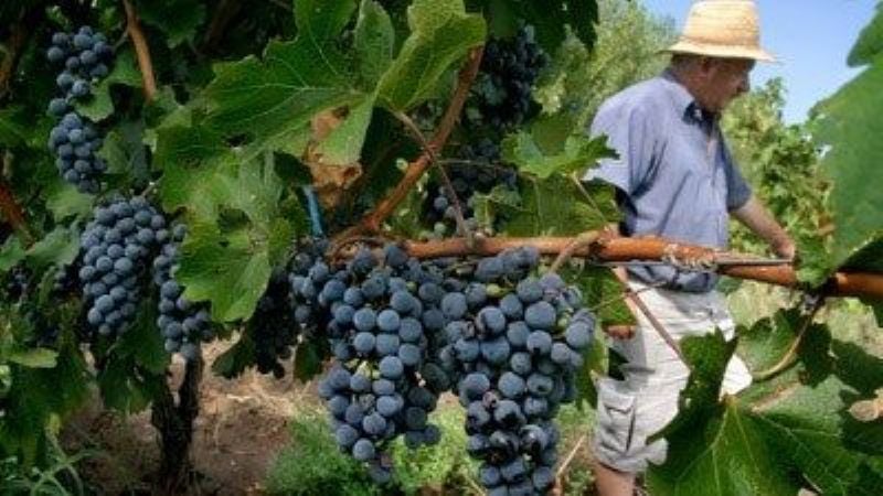 “Municipios: Promotores de Economías Regionales”