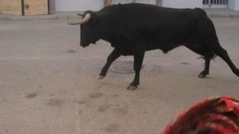 Secuestran un toro en la zona sur