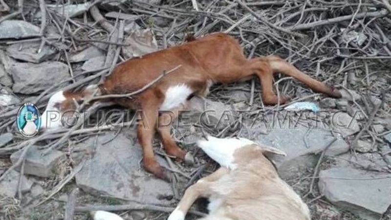 Los sorprendieron faenando animales vacunos en Ambato