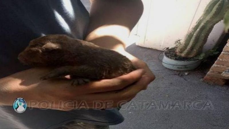 Efectivos policiales y Bomberos rescataron a dos perros