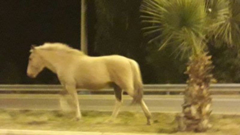 Secuestran una yegua