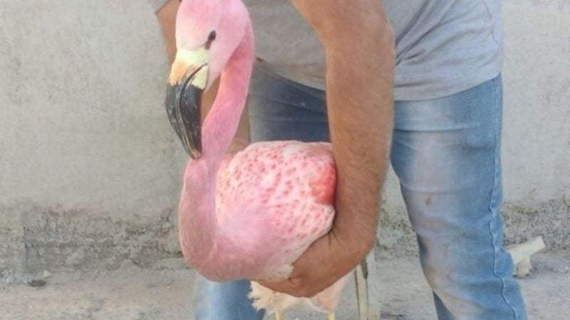 Un flamenco rosado en la ciudad