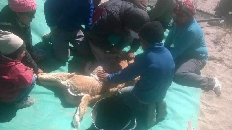 Con éxito, finalizó el chaku en la reserva de Laguna Blanca