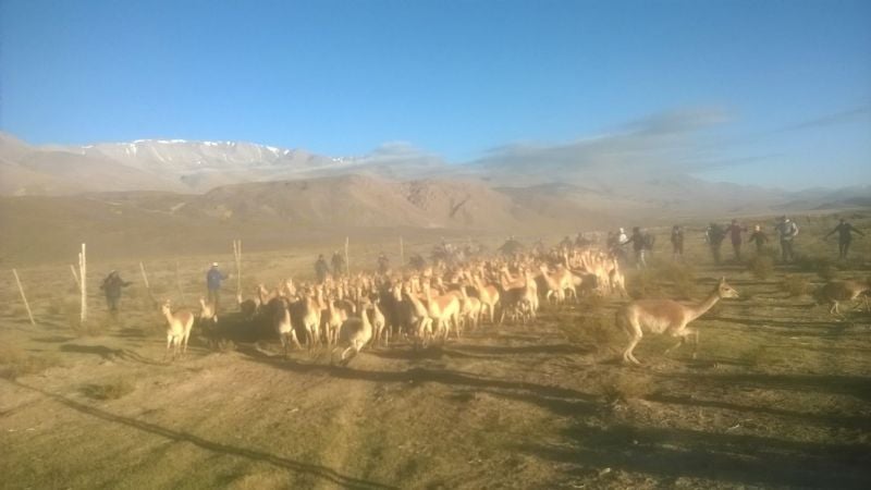 Con éxito, finalizó el chaku en la reserva de Laguna Blanca