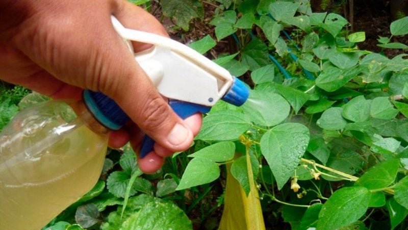 Prohíben la venta y el uso de un insecticida "probablemente cancerígeno"