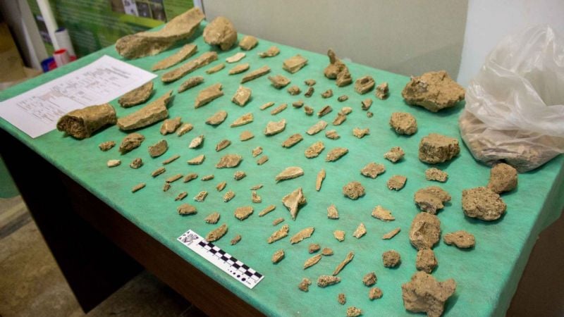 Otro histórico descubrimiento fósil en Catamarca