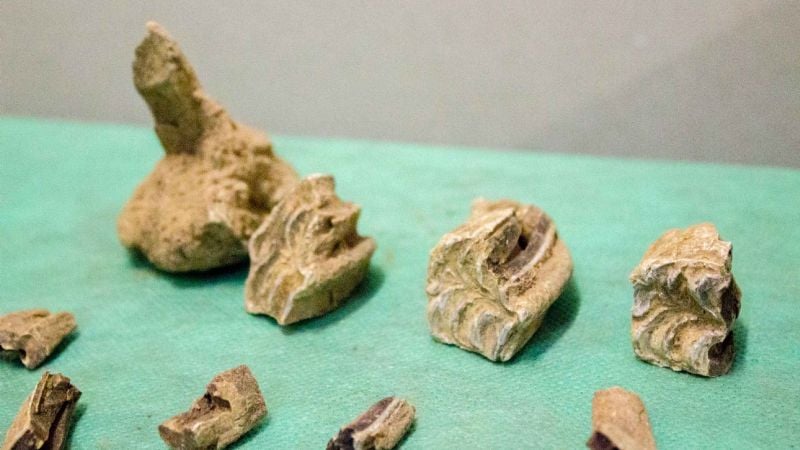 Otro histórico descubrimiento fósil en Catamarca