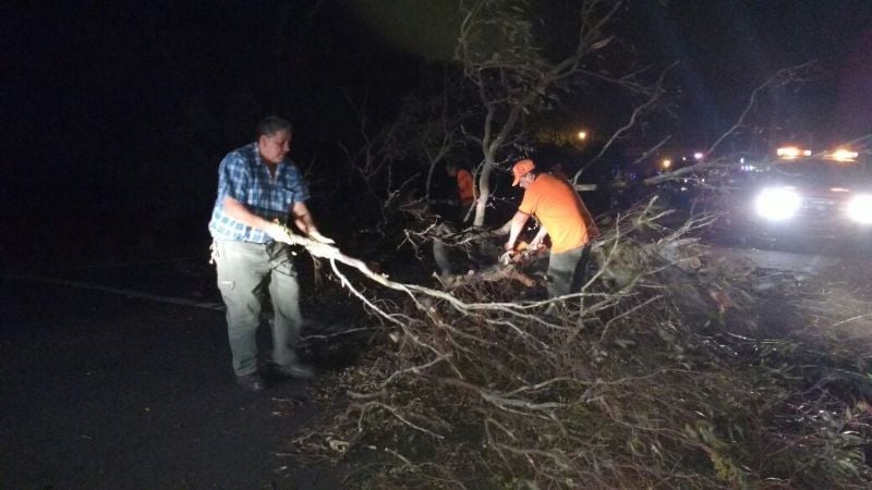 Retiran un árbol caído en Sumalao