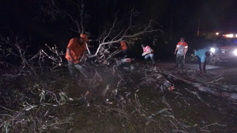 Retiran un árbol caído en Sumalao