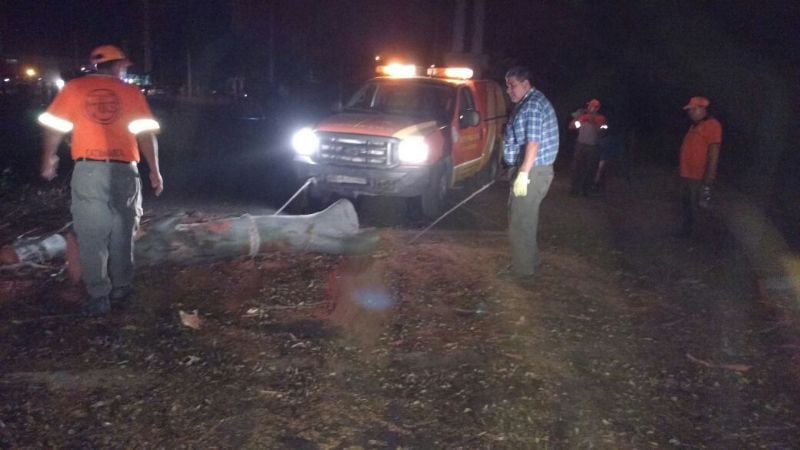Retiran un árbol caído en Sumalao