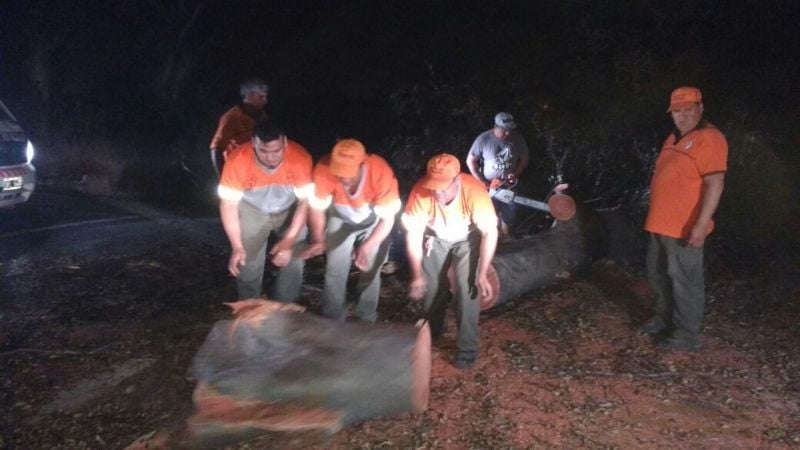 Retiran un árbol caído en Sumalao