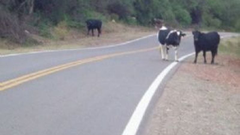 Secuestran animales sueltos en la ruta 38